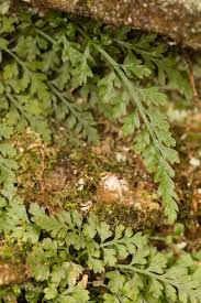 Image result for Asplenium emarginatum