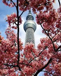 Sakura Japan Guide To Enjoy The Cherry Blossom Festival Spring 2021 Japan Cherry Blossom Festival Cherry Blossom Festival Cherry Blossom