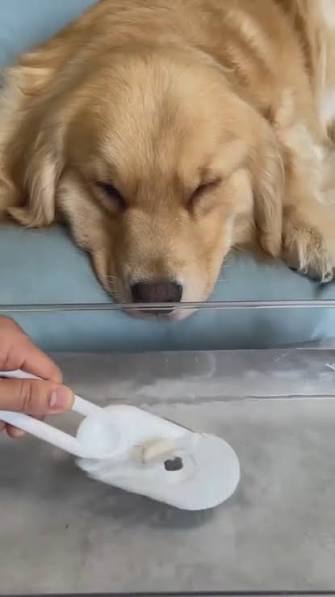 CEPILLO A VAPOR PARA MASCOTAS CON MANGO - VAPE – Artilugio