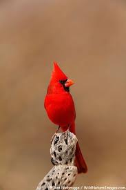They have even been spotted in parts of mexico. Northern Cardinal Photos Beautiful Birds Red Birds Pretty Birds