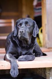 Epingle Par Stephen T Sur Labradors Chien Chien Labrador Chien Mignon