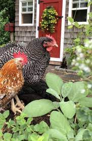 We did not find results for: Backyard Chickens Salmonella Keep It In Perspective The Chicken Chick