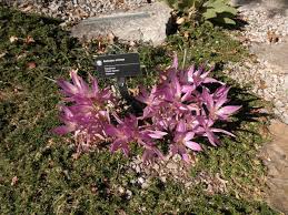 Image result for Colchicaceae