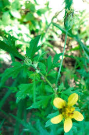 Image result for Bidens biternata