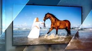 Our location in the beautiful shawnee state forest provides access to miles of scenic trails, wildlife and streams to see. Horseback Trail Beach Rides In Amelia Island Fl At Happy Trails Walking Horses