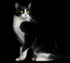 Beautiful Black And White Cat Pictures Black White Cat Mark Laita Pretty Cats White Cats Crazy Cats