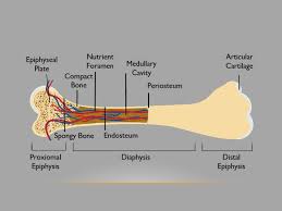 Bone.5 the epiphyseal plate and the metaphy­ seal region are the major growth compart­ ments of the bone.3. Bones Connective Tissue What Is A Bone Main