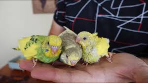 muhabbet kusu anne baba yuvadan atarsa ne yapmaliyiz youtube