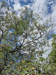 Image result for Leucaena