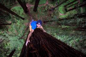 You captured their enormous nature so very well. Chris Sharma Free Climbs Redwood Tree For Giant Ascent
