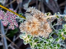 Image result for Vellereophyton dealbatum