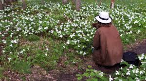 Yellow spring flowers for your garden. Sleeping Beauties In Search Of Spring Ephemerals The New Perennialist