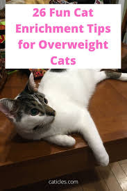 Pin On Cats