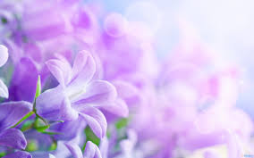 Lavender flowers were used over 2500 years ago in ancient egypt during the mummification process and in the elizabethan times to perfume clothes and bed linen. Purple Flowers Background Wallpaper 2560x1600 7532