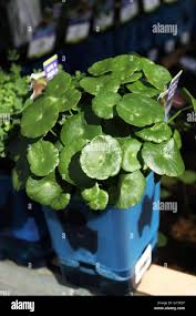 Image result for Hydrocotyle sibthorpioides