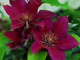Maybe you would like to learn more about one of these? Guernsey Clematis Nurseries The Tudor Patio Collection