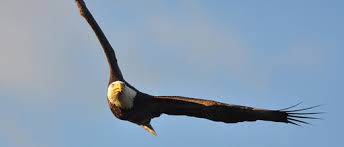 We did not find results for: Bald Eagles Montezuma U S Fish And Wildlife Service