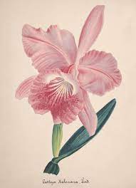 Cattleya No 87 Orchid Collection Fine Art Print Botanical Drawings Orchid Illustration Flower Drawing
