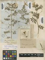 Image result for Tribulus zeyheri