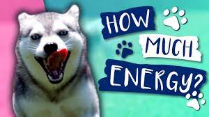 How Much Exercise Do Alaskan Klee Kai Need Youtube