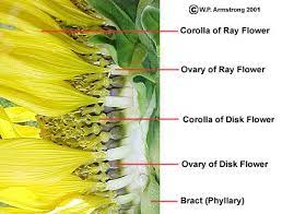 Sunflower Anatomy Npn Citizen Science