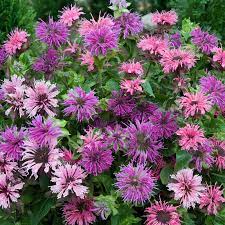 The plant, which does not grow well in drought conditions, can be planted in: Bee Balm Mix Shop Native Plants Spring Hill Nurseries