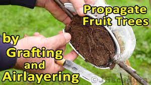 A third way to get free trees is to take cuttings. Grafting And Air Layering In One Step To Propagate Several Plants From One Rootstock Youtube