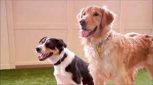 It also helps that camp bow wow prices are very reasonable and affordable. The Camp Bow Wow Difference Youtube