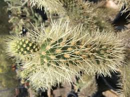 It is a really cool way to enjoy a. How To Remove Cactus Spines Including Ones Stuck In Your Throat