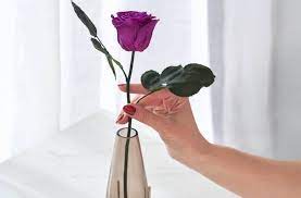 How does venus et fleur work? Venus Et Fleur Released A Single Rose That Lasts A Year Without Any Water