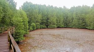 Mangrove forests in peninsula, and sabah and sarawak are being rapidly cleared due to the pressures from growing populations in coastal areas. Malaysia Borneo Island Sabah Kota Kinabalu A Walk Through Mangrove Forest And Tasting Specialties From The Sea En Infoglobe Cz