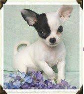 Chiweenie puppies for sale near me. Chihuahua Breeders Exclusive List Of Akc Chihuahua Breeders