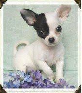 Maybe you would like to learn more about one of these? Chihuahua Breeders Exclusive List Of Akc Chihuahua Breeders