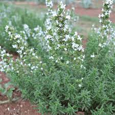 Image result for Satureja