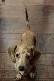 They will be ready to leave to their new homes at 8 weeks of age on july 4th! The Joy Of Raising Dachshund Puppies Hubpages