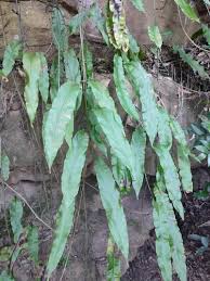 Image result for Microsorum pappei