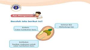 Check spelling or type a new query. Kunci Jawaban Tema 1 Kelas 3 Halaman 155 156 157 158 159 160 Pertumbuhan Dan Perkembangan Tumbuhan Tribun Pontianak