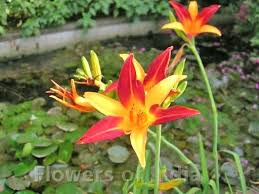 Tropical Flowers The Flower Expert Amp 45 Flowers Encyclopedia