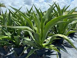 Image result for Furcraea