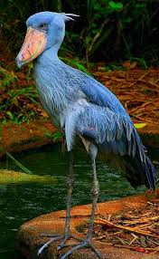 Blue Bird With Big Feathers Shoebill Stork With Images Birds Shoebill Funny Birds