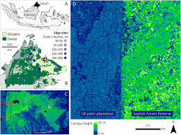 Learn how to use forest canopy to create anything from individual trees to entire forests. Carbon Declines Along Tropical Forest Edges Correspond To Heterogeneous Effects On Canopy Structure And Function Pnas