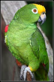 Green Bird With Red Cheeks Pin By Brandon On Birds Parrots Parrot Amazon Parrot Parrot Tattoo