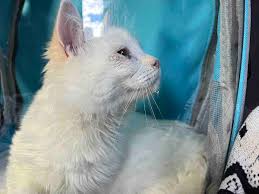 Fundraiser for Constantine Perepelitsa by Aimee Pepper : Help Little One  beat pneumonia!