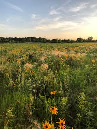 The field, blooming colorful garden buttercups. First Time Intention Was Pretty Flowers Took Me To A Field On The Edge Of My Town So Beautiful Randonauts