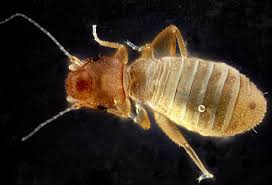 the creepy bugs that live in your house