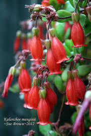 Image result for Kalanchoe manginii