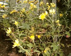 Image result for Chrysanthellum indicum