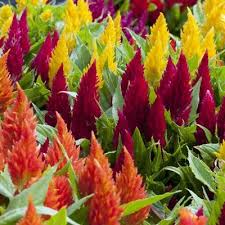 Image result for Celosia pandurata