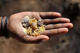 Image result for Commiphora viminea