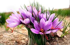 Saffron